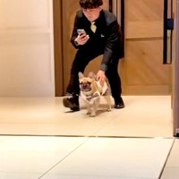 『どこいくねーんｗ』犬が結婚式でリングドッグをした結果→式場が笑いに包まれた『まさかのハプニング』に絶賛「最高ｗｗ」「我が道行ってて草」