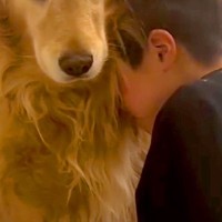 息子を『大きな声で叱ってしまった』結果→大型犬に助けを求めて…母親に見せた『激怒の表情』が895万再生「息子を守る顔…」「涙が出てきた」