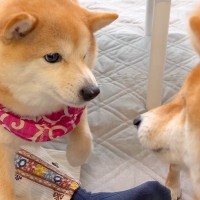 弟犬にパンチされたワンコ→『兄犬がやった』と勘違いし、ブチギレて…『コントのような光景』に爆笑「めっちゃ怒ってて草」「とばっちりｗｗ」