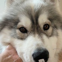 お父さんの部屋から出てきた大型犬→戻ってきたと思ったら、鼻にシールがついていて…想定外な展開が11万表示「大特価で草」「なんてお安いｗ」