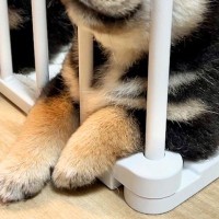 生後40日目の赤ちゃん犬たち→爪を切ったら、眠たくなって…とんでもなく尊い『個性的な寝方』が10万再生「可愛すぎて笑った」「癒された」