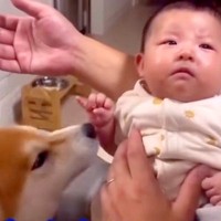 赤ちゃんが泣いてしまった結果→『どうしたの？』と犬が近づいて…まるで保護者のような『尊い行動』が53万再生「優しいわんこ」「幸せな空間」