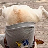 鈍臭すぎる犬が『ボール遊び』をした結果→盛大にコケてしまい…「ボールより転がってて草」「ブレイクダンスｗ」シュール過ぎる光景が88万表示