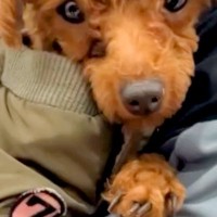 捨てられて、ひとりぼっちだった犬→譲渡会でも引き取られず…最終日に訪れた『運命の出会い』と『激変した生活』に涙「第二の犬生」「幸せに」