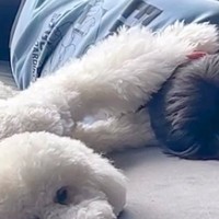 母が『大きな声で息子を叱った』結果→大型犬がかばって…顔に出すぎている『ブチギレの表情』が198万再生「圧ｗｗ」「めっちゃ慰めてる」