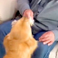おじいちゃんが『家に遊びに来た』結果→犬たちが大喜びして…個性あふれる『熱烈大歓迎』に絶賛「みんな違ってみんないい」「大興奮で可愛い」