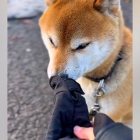 散歩中、手袋を片方落としてしまった女性→犬に探してもらった結果…称賛が相次いだ『結末』が56万再生「言葉分かってる…賢すぎる」「名探偵」