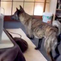 テレビに映っている犬が『外に逃げた』と勘違いしてしまった甲斐犬→あまりにも『純粋すぎる様子』が愛おしいと反響「優しい…」「なんて賢い」