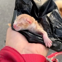 路上で『生まれた直後の子猫』を発見し保護→家に連れて帰ったら、先住犬が…『母性溢れる行動』がSNSで話題「なんて尊い…」「微笑ましい」