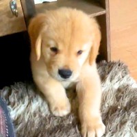 いつも脱走してしまう大型犬の赤ちゃん→クッションで道を塞いだ結果…予想外の『可愛すぎる展開』が10万再生「そこで寝る？ｗ」「最高に尊い」