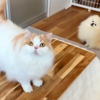 テーブルと毛布で『なんちゃってコタツ』を作ってみた結果→犬と猫が思った以上に喜んで…幸せあふれる光景に反響「可愛すぎる」「笑顔になる」