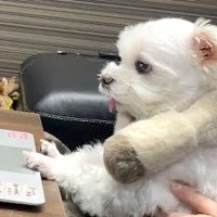 1週間前から入院しているパパ→『リハビリ中の映像』を犬に見せた結果…泣けてくる『愛を感じる反応』に感動「一生懸命見てる」「なんて健気」