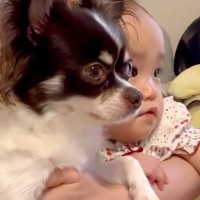 ママのお膝に乗ってテレビを見る赤ちゃんと犬→『どっちが赤ちゃん？』まるで双子のような尊い光景に反響「同じ顔してるｗ」「真剣でかわいい」