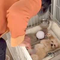 子犬を飼うことに『大反対』していた母親→押し切って飼った結果…予想と違った『まさかの現在』が146万再生「素敵なお母さま」「仕方ないｗ」