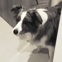 なぜか突然吠えだした犬→『何かに怯えているのかな』と思ったら…まさかの『可愛すぎる光景』が38万再生「怖かったよねｗ」「わかるの賢い」