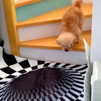 『犬はトリックアートに引っかかるのか？』を検証→階段の下に設置した結果…思っていたのと違う光景が91万再生「爆笑」「神リアクションで草」