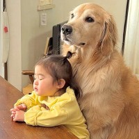ご飯の準備をしていたら、1歳の女の子と大型犬が…『待ち続けていればご馳走が貰える』と勘違いする光景が47万再生「可愛すぎる」「癒された」