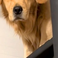 早朝、お弁当を作っていたら『大型犬』が起きてきて…顔を見てみたら→寝起きすぎる『表情』が63万再生「むくみ可愛い」「朝弱いのかな？ｗ」