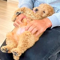 『大きくなっても体重は６キロ程度』と言われた犬→もはや別の犬？衝撃的な『巨大化っぷり』に反響「理想的なサイズ」「可愛さが渋滞してる」