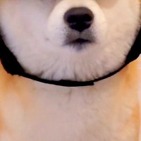 帽子を買ったけど似合わなかったので、仕方なく犬に被せてみたら…想像以上に『似合いすぎている光景』に5万いいね「不服そうで草」「たまらん」