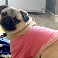 『座るところではないですよ』看板犬の様子を覗いた結果→見習い犬の『まさかの行動』にツッコミ殺到「顔ｗｗ可愛すぎる」「怒らないの優しい」