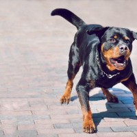 犬が『しっぽを振りながら怒っている』理由3つ　どんな気持ちなの？注意すべきサインまで