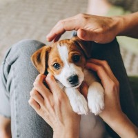 『人に依存しすぎている犬』の特徴4選　飼い主から離れられない犬がみせる行動とは？