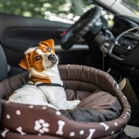 犬が『車酔い』してしまう理由4選　考えられる原因や乗り物に慣れさせる方法まで