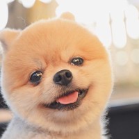 人から『愛情を受けている犬』の特徴5選　日々の暮らしが充実しているワンコの共通点とは？