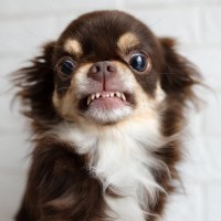 犬が『大嫌いな人』にみせるサイン5選　嫌われてしまう原因や良好な関係を築く方法まで