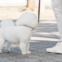 犬が散歩中に『他人を気にする』理由4つ　歩くのに集中させたい場合はどうしたらいいの？