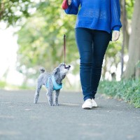 犬が散歩ではしゃいでしまう理由とは？愛犬を興奮させないための対策まで