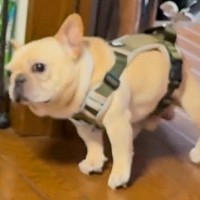 寒い日、ストーブの前から離れない犬→散歩に行こうとした結果…思わず笑う『拒否の仕方』が77万再生「引きずられてて草」「表情が最高ｗｗ」