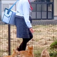 家に『ヤクルトレディ』が訪問してきた結果→畑で遊んでいた子犬たちが…仕事にならない『まさかの光景』が36万再生「天国かよ」「羨ましすぎ」