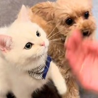 犬に『お手』と指示した結果、隣にいた猫が…影響を受け過ぎている『まさかの行動』が49万再生「可愛すぎて泣いた」「癒しをありがとう」と絶賛
