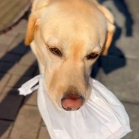 『わたしが持ってく！』おばあちゃんに"焼き立てのパン"を届ける大型犬→あまりに可愛い『配達員』になる光景が67万再生「泣けた」「お利口」
