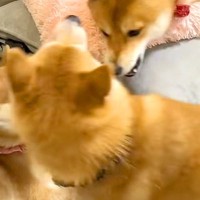 兄犬に怒られてしまった弟犬→完全に拗ねてしまって…まるで『人間の子どものような光景』が114万再生「分かりやすいｗｗ」「犬社会も大変」