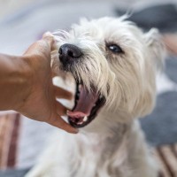 犬の『甘噛み』放っておくとどうなるの？本気噛みに発展させないためのしつけ方法まで