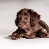 犬が『喉を鳴らす』3つの心理　グルグルと音を出すのはなぜ？注意すべき状態まで