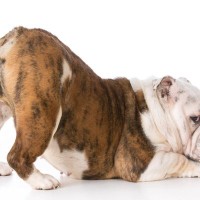 犬が歩くときに『おしりを振る』理由5選　治療が必要な危険な状態まで解説