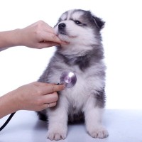 子犬が『突然死』してしまう原因とは？亡くなる前兆はあるの？見逃したくない異変まで