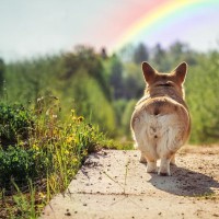 愛犬が亡くなってしまったら…辛いペットロスを乗り越えるためにできることとは