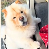 『絶対に車でお散歩に行きたい』と駄々をこねる犬→必死に車に乗ろうとする光景が58万再生「歩くより体力使うの草」「ドンくさくて可愛いｗ」