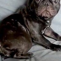 イタズラがバレた犬→『怒られる』と察して…まるでアニメキャラのような『表情や反応』が1168万再生「助け求めてて草」「人間味ありすぎｗ」