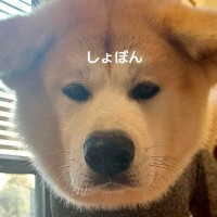 秋田犬のために『服を買った』結果→注文するサイズを間違えて…まさかの光景が123万再生「スレンダーで草」「犬版キャッツアイｗｗ」と爆笑