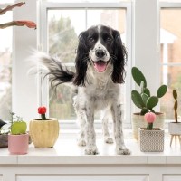 犬に危険な『観葉植物』5選　誤食した場合、重篤な症状を引き起こす可能性も…