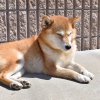 犬を『日向ぼっこ』させるメリットとは？体調を良好に保つための重要な役割まで