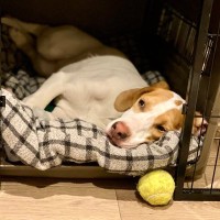 『ひとりが苦手な犬』の特徴５選　お留守番を苦痛に感じさせないための対策まで