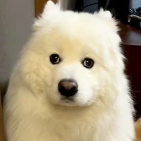 父親が息子を叱った結果→大型犬が『自分が怒られている』と勘違いして…怖がって見せた『尊すぎる行動』に反響「顔ｗｗ」「何もしてないのにｗ」