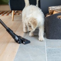 犬が病気になるかもしれない『生活環境』５選　健康被害をもたらす要因や改善策まで
